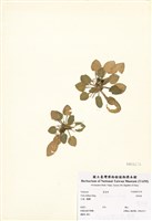 藏品(茶匙黃)的圖片